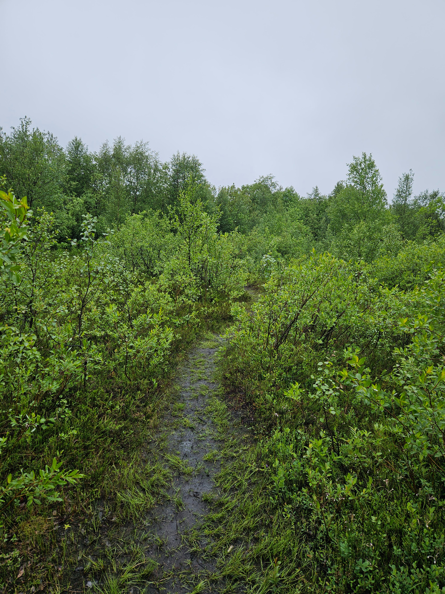 Типичная растительность мурманских сопок