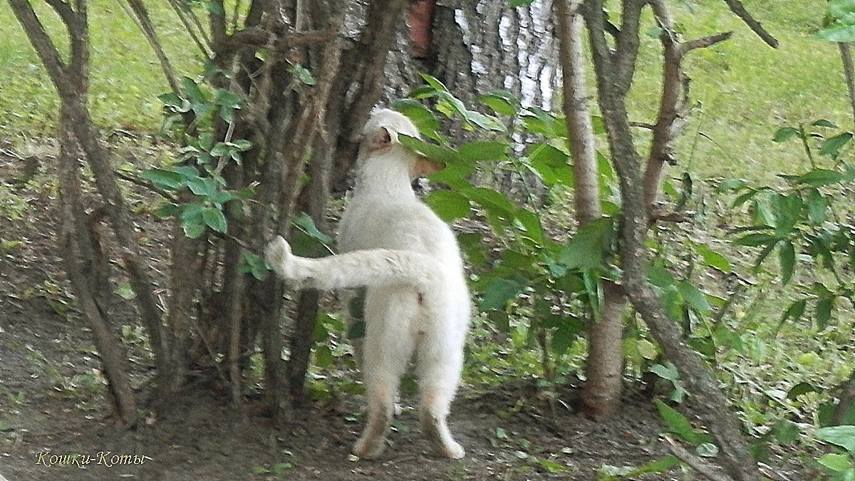 Кот: – Я здесь всегда оставляю письменные послания. 