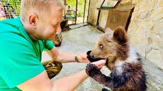 Спасенный медвежонок Лейла ОБНЯЛА Олега Зубкова ручками и стала лакомиться сладким медом!