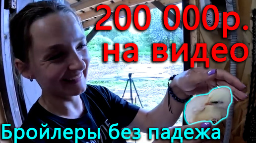 Падежа бройлеров нет ВООБЩЕ. 200 000р. потратили, чтобы снимать видео для вас! Приятного просмотра!)