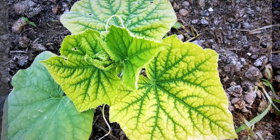 Трудности и ошибки огородиков при выращивании огурцов: сложности в уходе за огурцами в вопросах и ответах