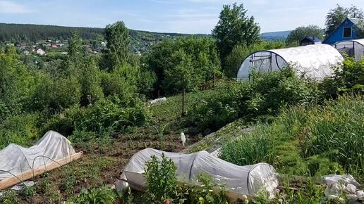 Дачный влог:прилетел кукушонок,борюсь с травой ,поспела жимолость