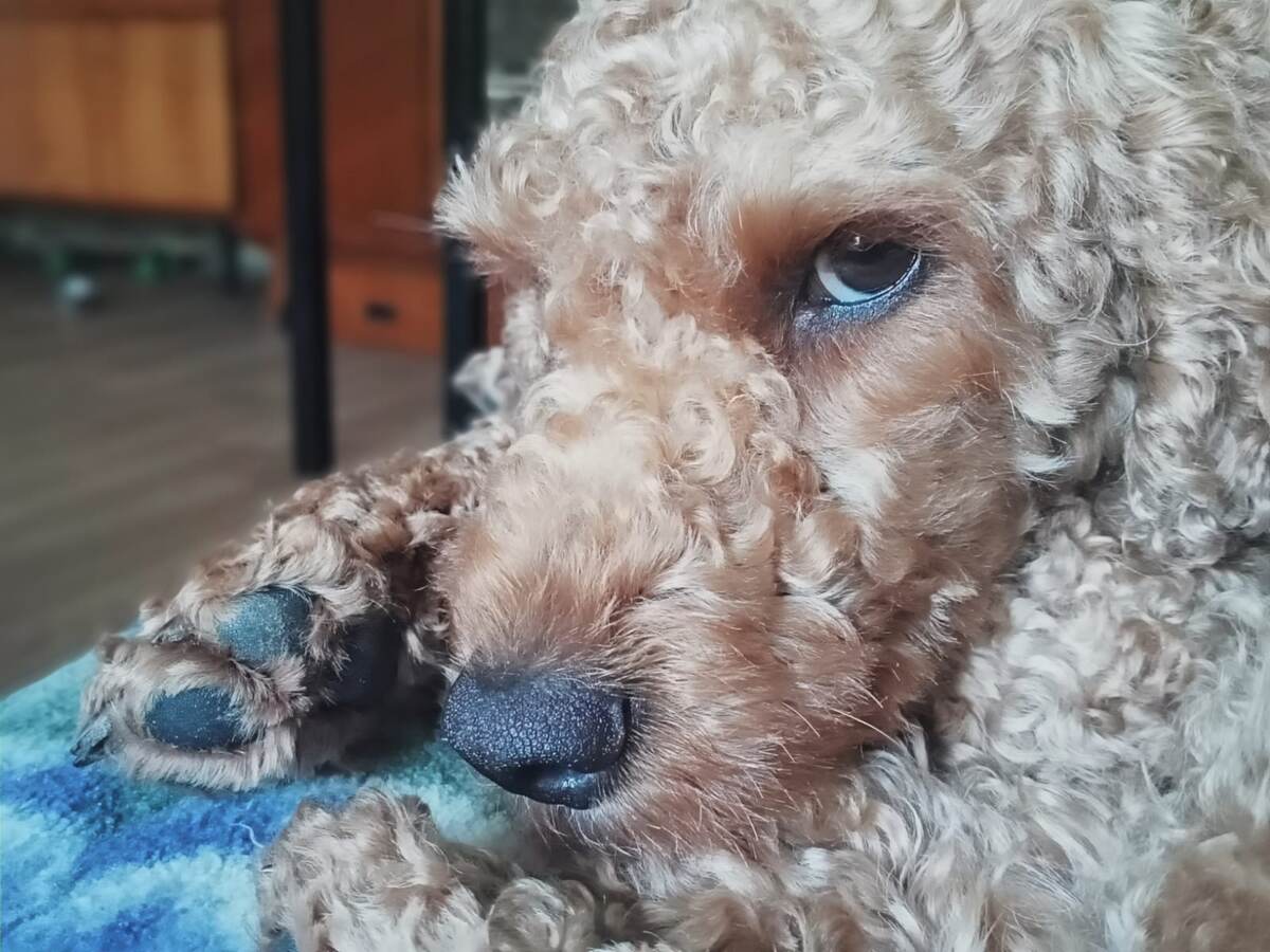 Румпель: - Ради твоего же блага.