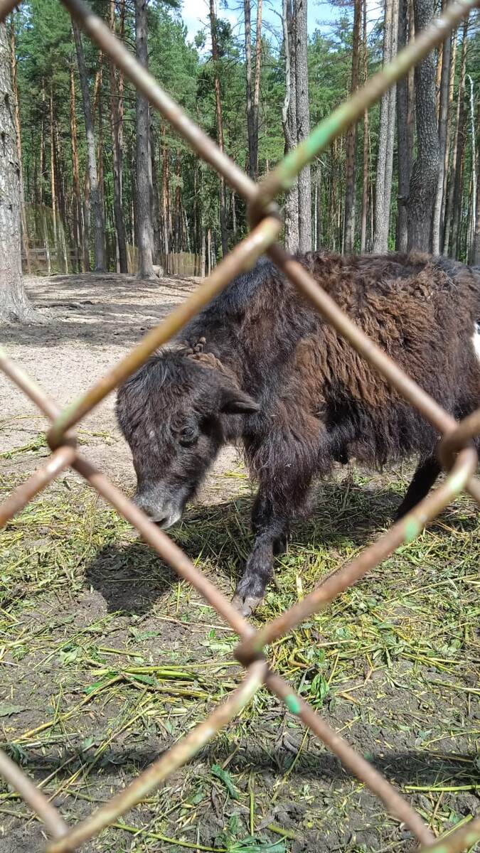 Фото взято из личных источников