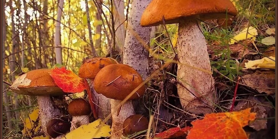 Про ботулизм