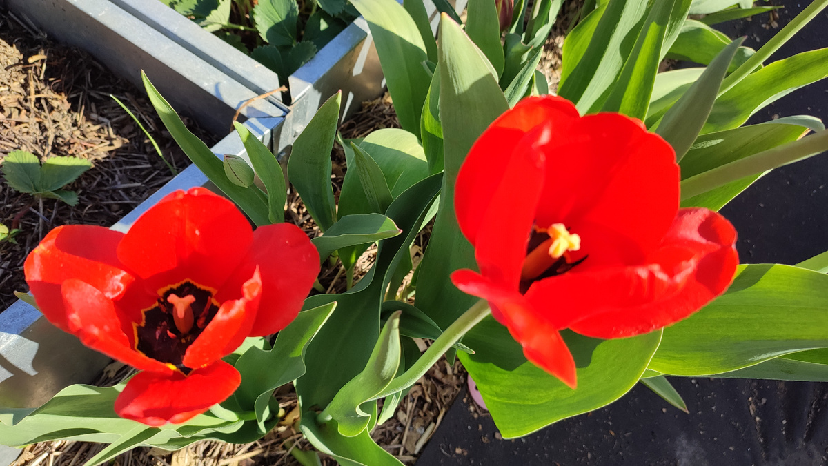 У меня еще весенне фото