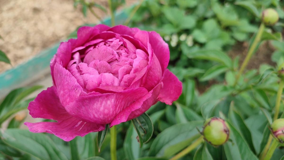 Пионы у сестры в огороде
