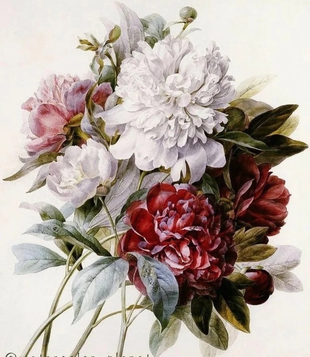 Пионы. Художник Пьер-Жозеф Редуте.