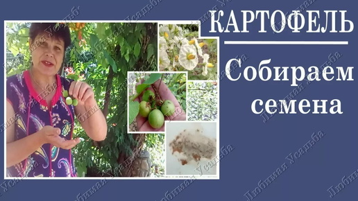 Как собрать семена картофеля. Как хранить семена картофеля