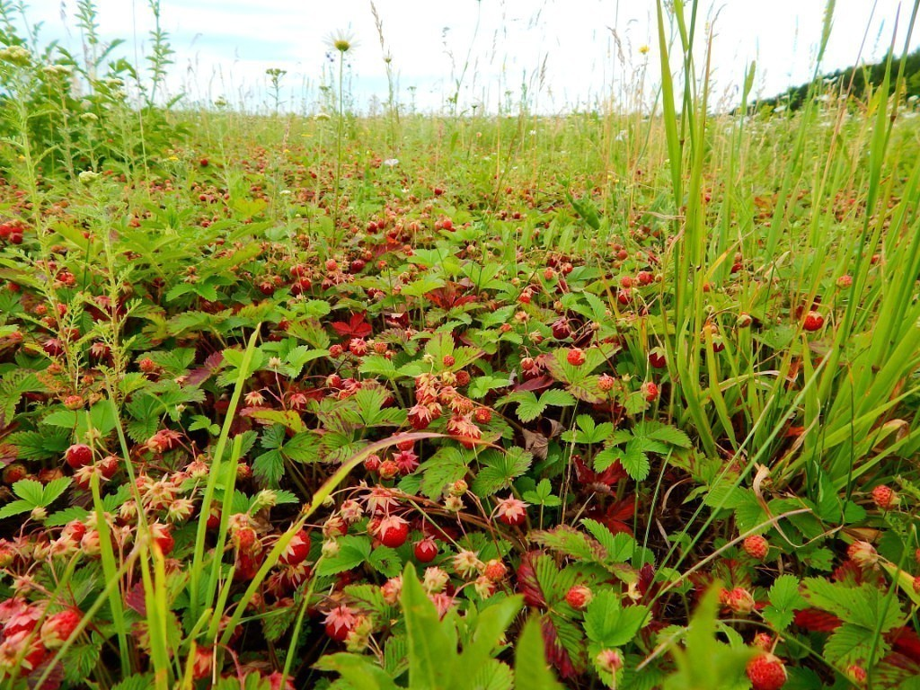 Фотография использована в иллюстрационных целях и взята из открытого доступа Яндекс-фото