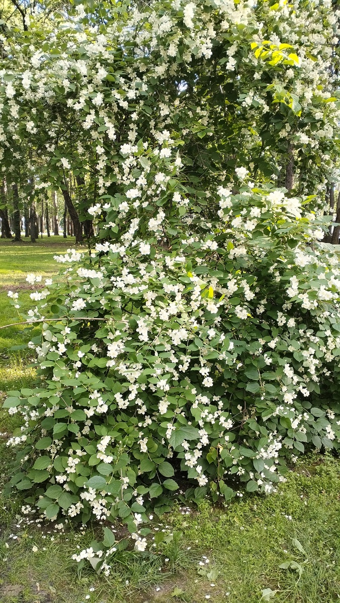 Чубушник, или его ещё называют у нас жасмин (но это не он). Очень красивые кустики