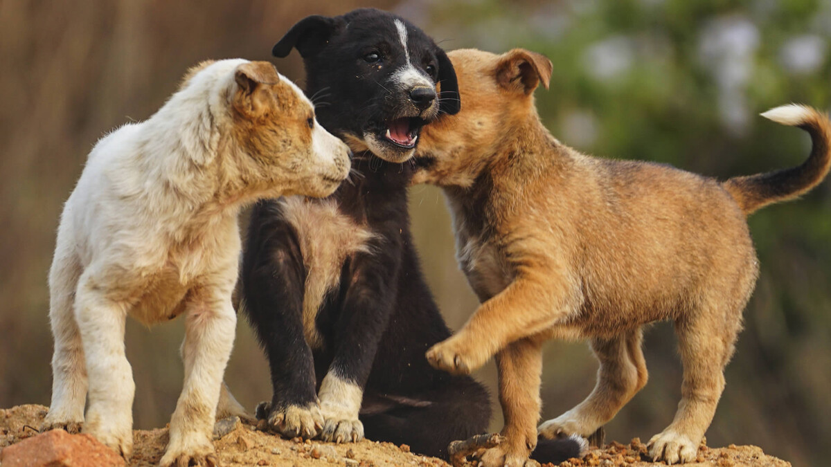 Обниматься по-человечески собаки не умеют, но им это не особо и нужно - они и так неплохо понимают друг друга. Фото brazil topno/Pixabay