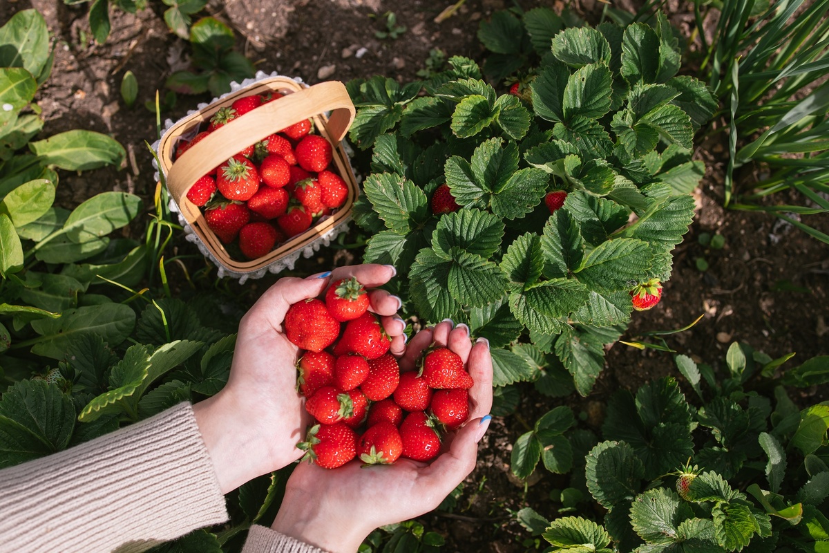 Клубника — это настоящий символ лета, радости и каникул. Она отличается сочным ароматом и полезна для нашего организма. Как вырастить ягоду крупной, красивой и вкусной? Читайте в статье.