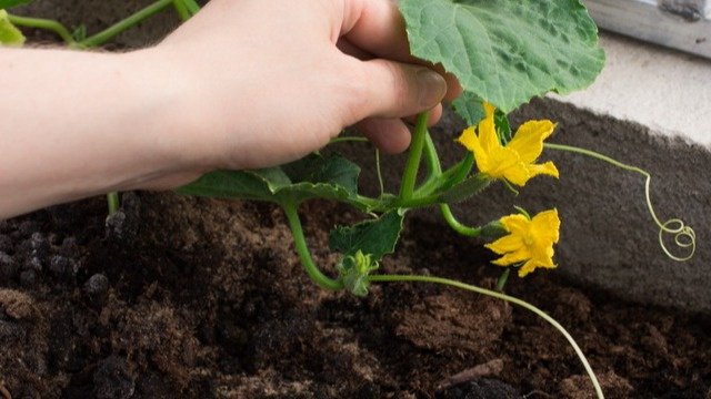 Огурцы требовательны к составу почвы. А от недостатка питательных веществ понижается урожайность. 