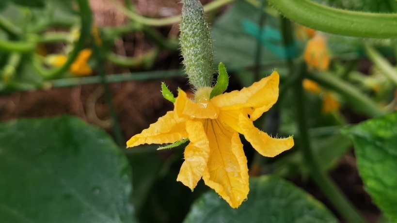 Огурцы цветут и завязываются не одновременно, так что этот микроэлемент потребуется и следующему поколению завязей.