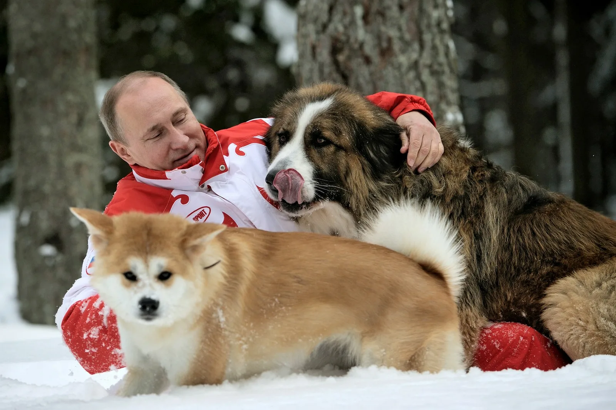 Президент России Владимир Путин известен как очень большой любитель собак.  Честно разделяю эту искреннюю любовь ВВП к братьям нашим меньшим - я сам собачник старый-бывалый.