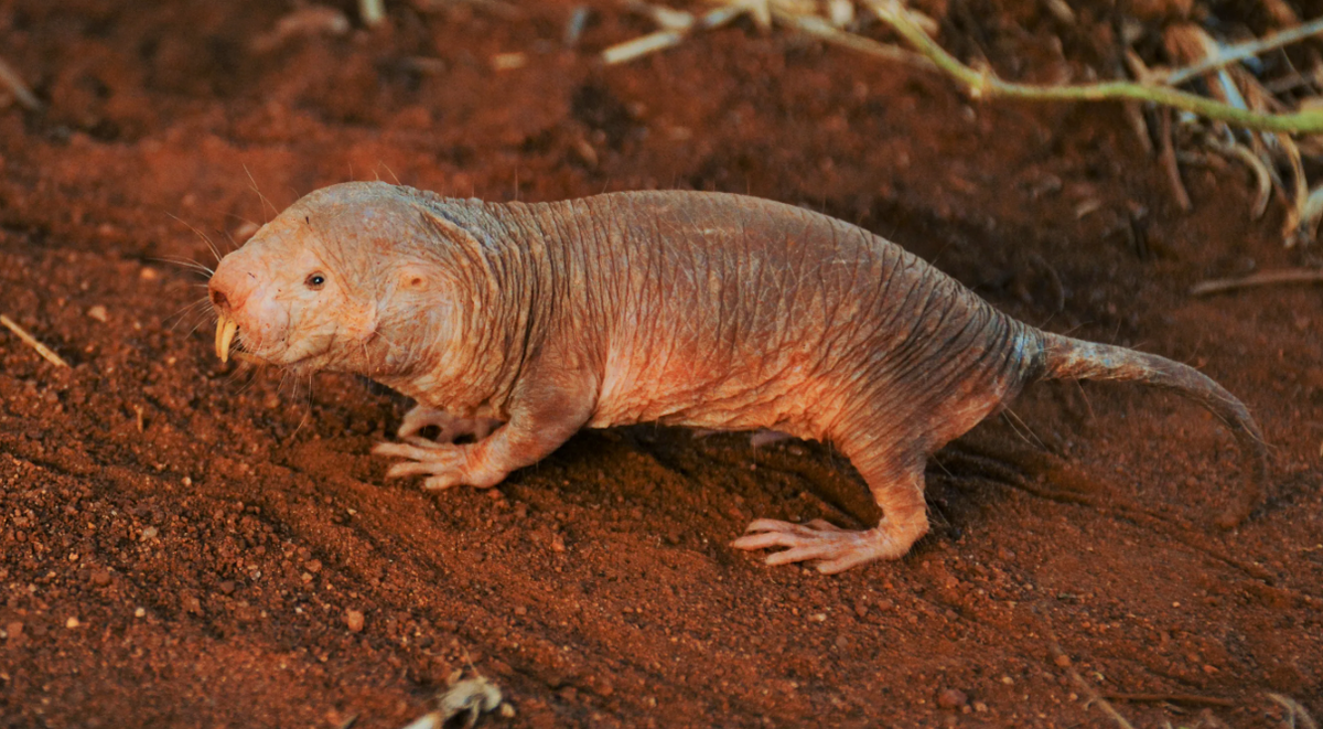 Эти маленькие грызуны обладают феноменальной устойчивостью к раковым заболеваниям. Ученые обнаружили, что клетки голых землекопов вырабатывают уникальные высокомолекулярные гиалуронаны, которые препятствуют образованию раковых клеток. Более того, их клетки обладают повышенной чувствительностью к контактному ингибированию – процессу, при котором клетки прекращают делиться, когда они касаются друг друга, что предотвращает неконтролируемый рост клеток и образование опухолей.