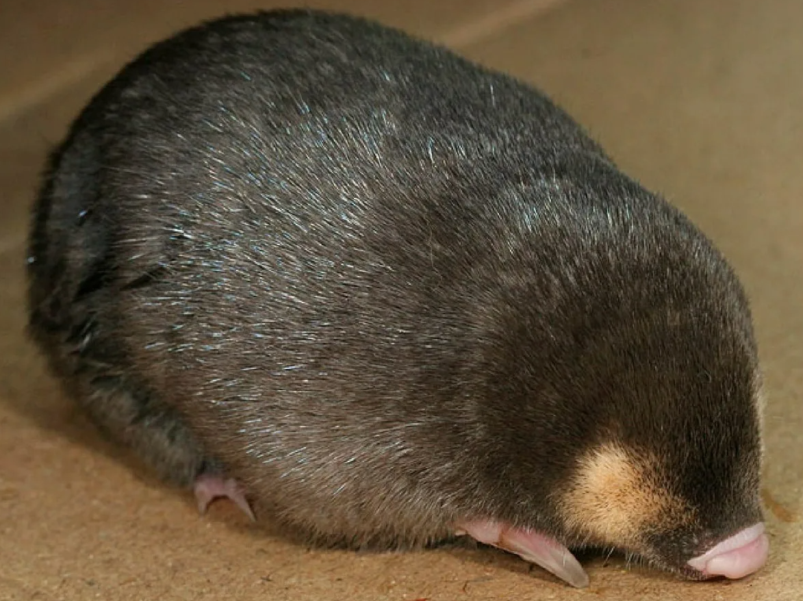 Землеройка Блинкви не просто роет туннели, как это делают большинство подземных животных, а буквально "плывет" сквозь почву. Эта способность обусловлена уникальной анатомией ее тела: она имеет мощные и широкие передние лапы с лопатообразными когтями, которые действуют как весла. Ее тело обтекаемой формы и гладкая, шелковистая шерсть позволяют минимизировать трение с почвой, что делает её движения более плавными и эффективными.