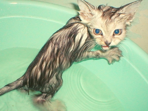 Не делайте так. Почему не стоит мочить кошке шерсть в жару