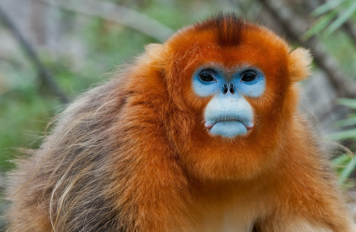 Золотистая курносая обезьяна (Rhinopithecus roxellana)
