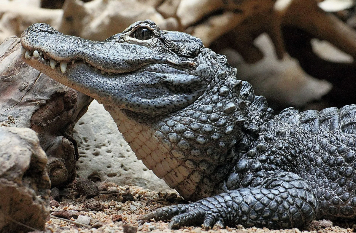 Китайский аллигатор (Alligator sinensis)