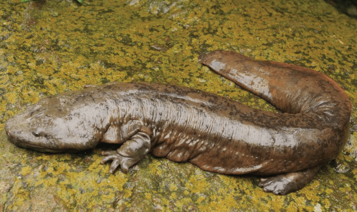 Китайская гигантская саламандра (Andrias davidianus)