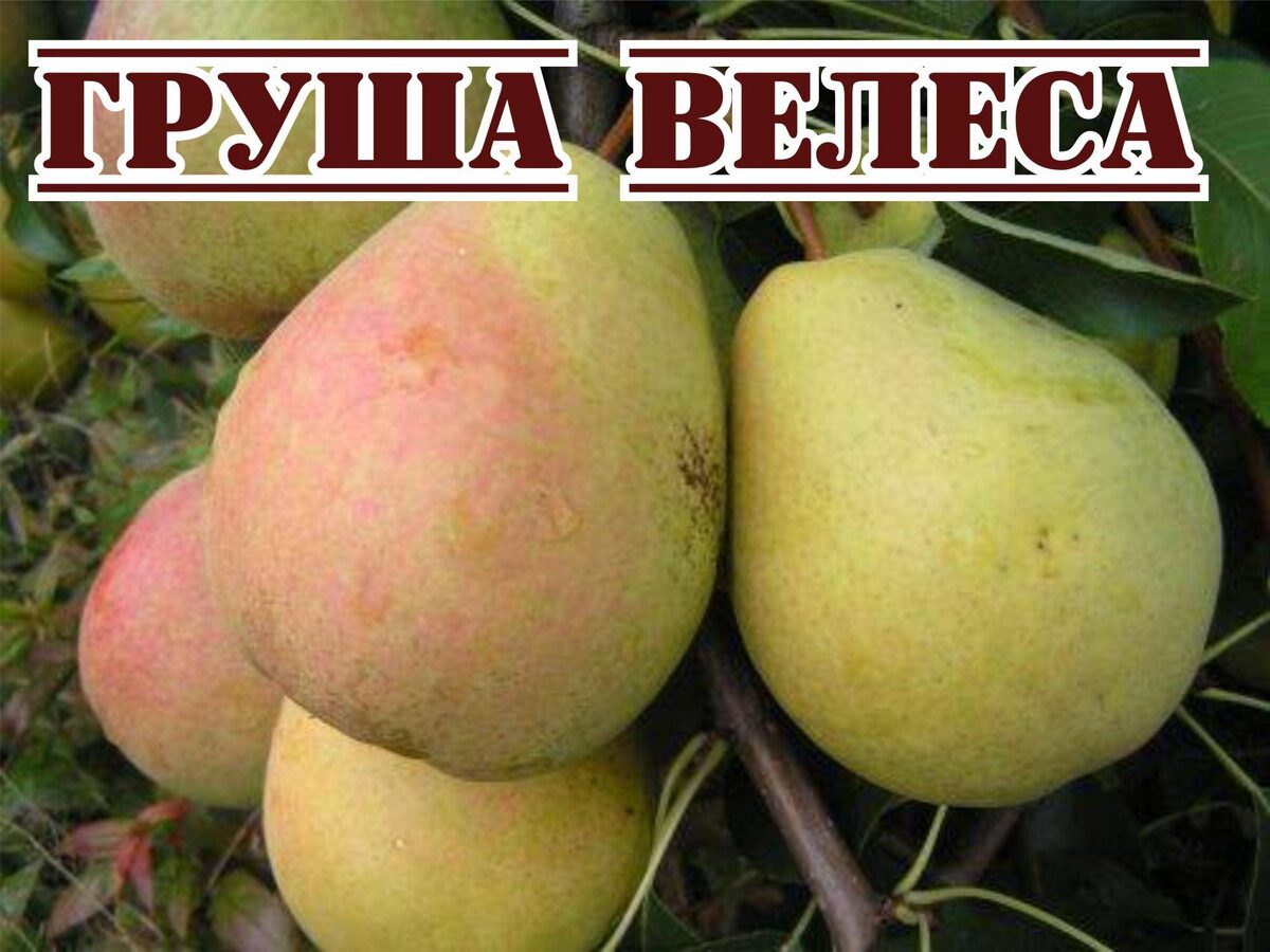 Груша велеса описание сорта фото отзывы опылители морозостойкость Фитостудия-63.