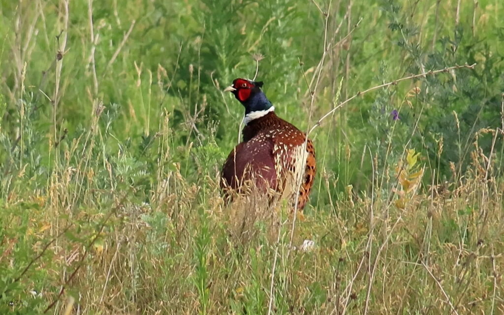    Фазан только что после крика, 13.06.24. Ростовская область, северо-запад. Анна Власова