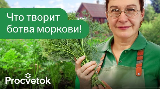 Не выбрасывайте морковную ботву! Улучшит зрение, спасет от бессонницы и не только!