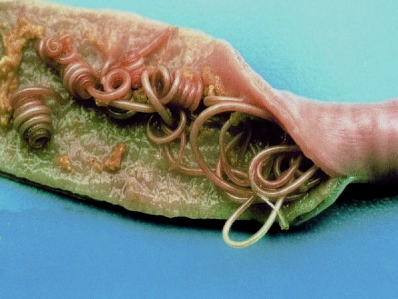 Яйца аскарид могут выживать в почве до 7 лет, что делает их особенно устойчивыми к внешним условиям.