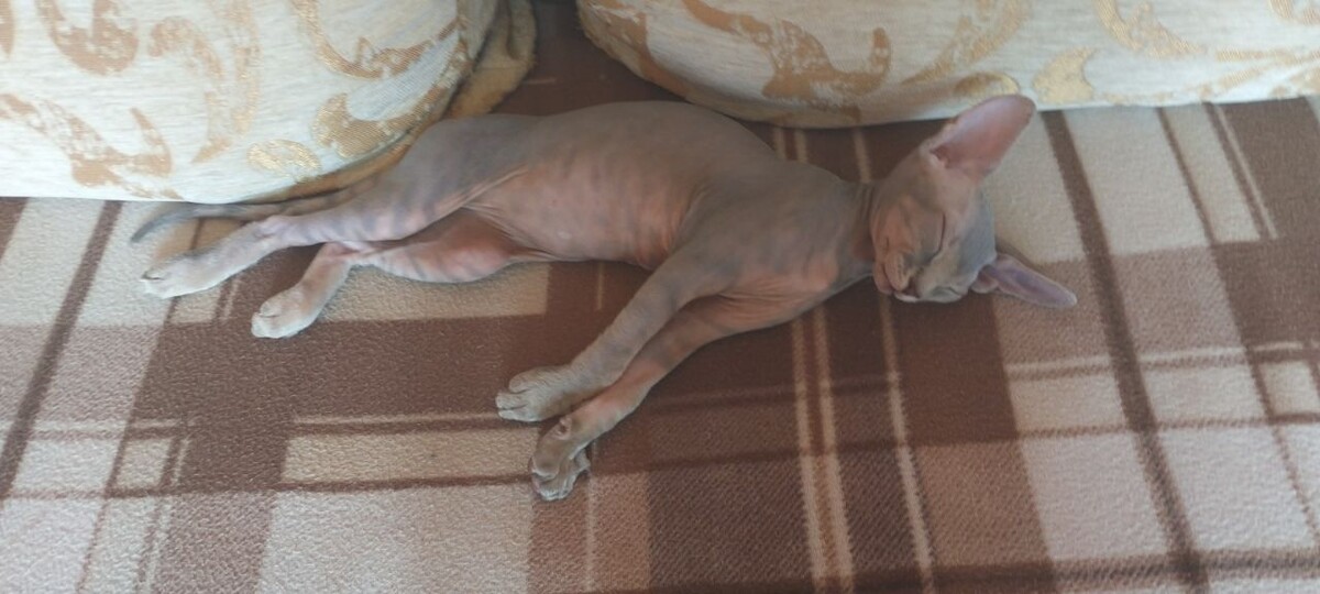 Он любит причудливые позы для сна 