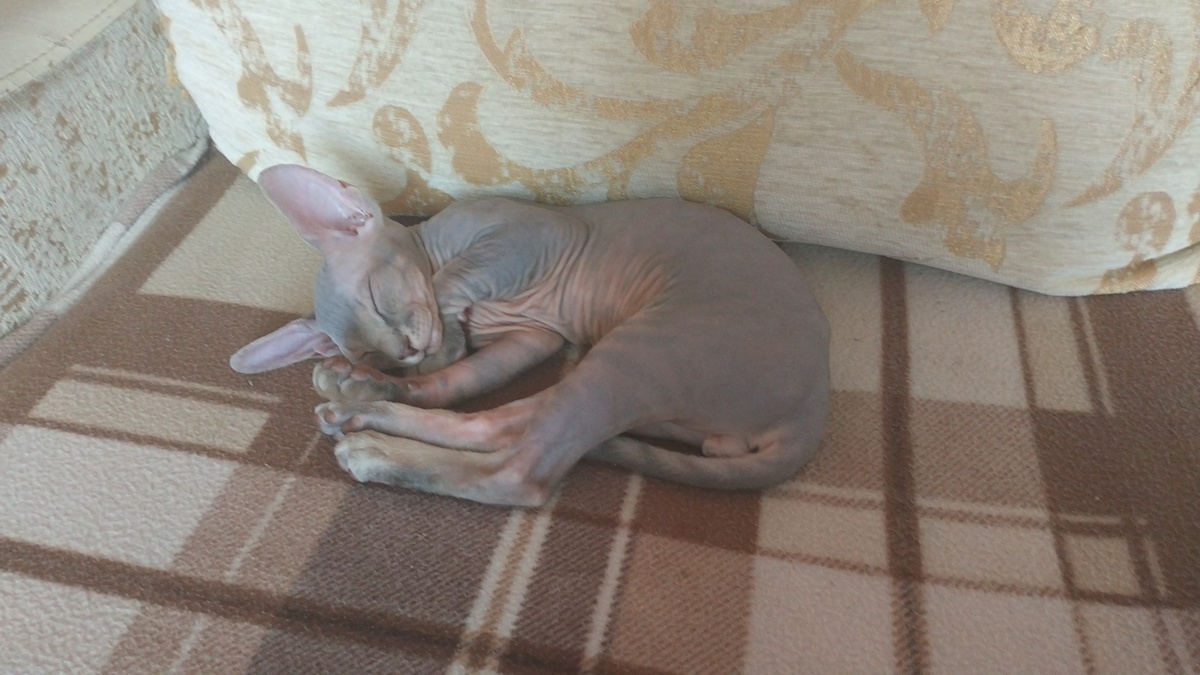 Проснулась сегодня от того, что кто-то нагло кусал меня за пятки! >:(