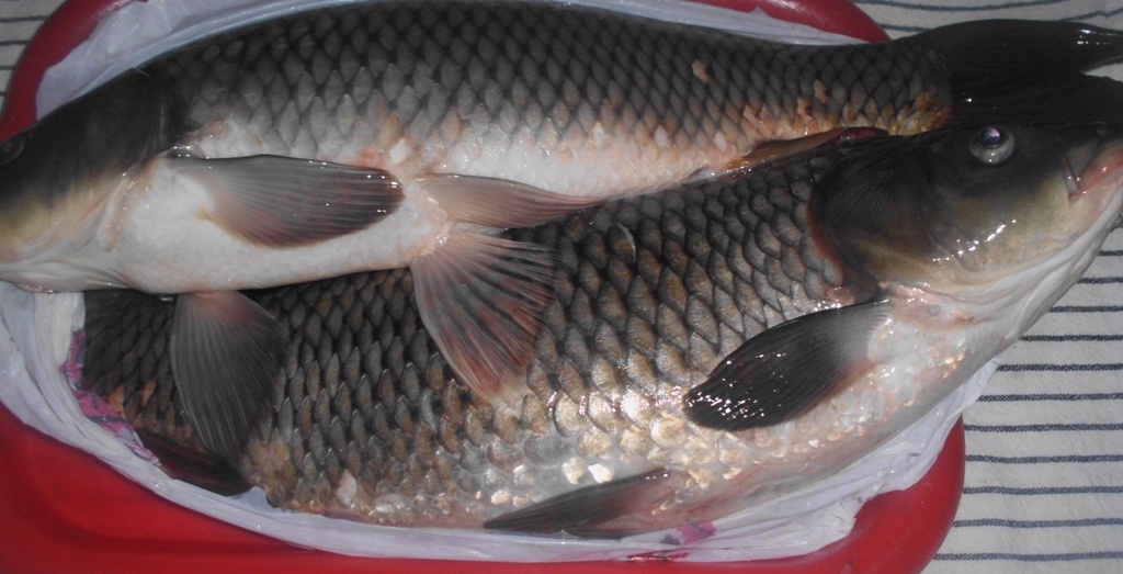 Свежий карп. Личное фото автора канала Житейская проза