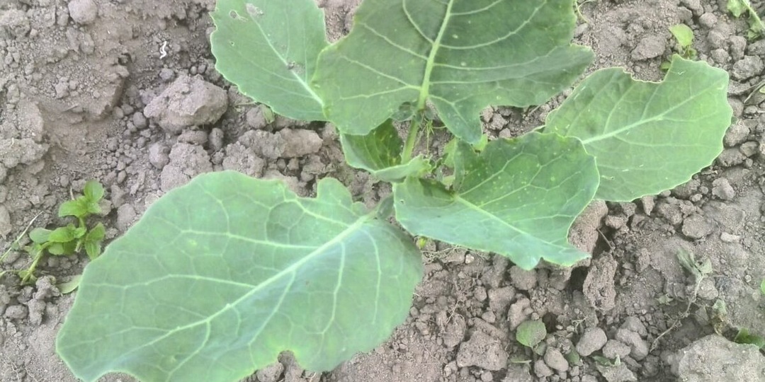 Поливаю капусту этим раствором для хорошего роста. Первая важная подкормка