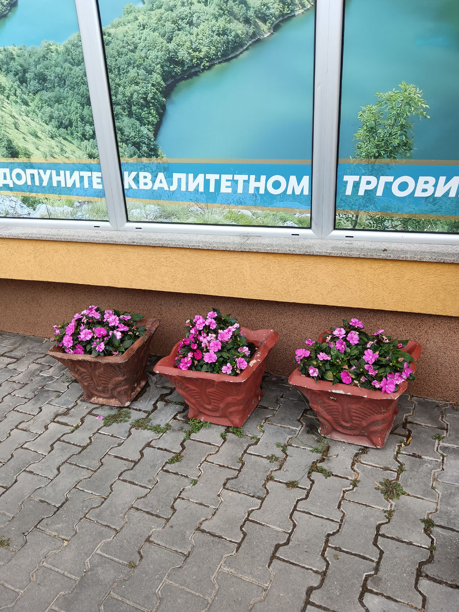 Клумбы у магазина в Нова Варош 