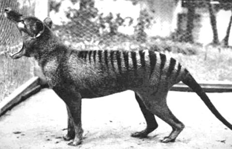 Изображение не нарушает правил платформы (Взято из открытых интернет-источников: j-e-n-z-a.livejournal.com)