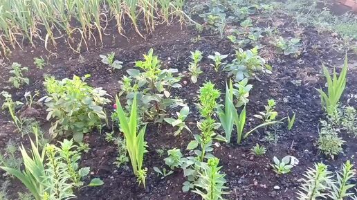 Ураган, 🌳дерево упало на машину сына в Уфе, мы окучиваем огород во второй раз, приехала сестра мужа,съездили купаться