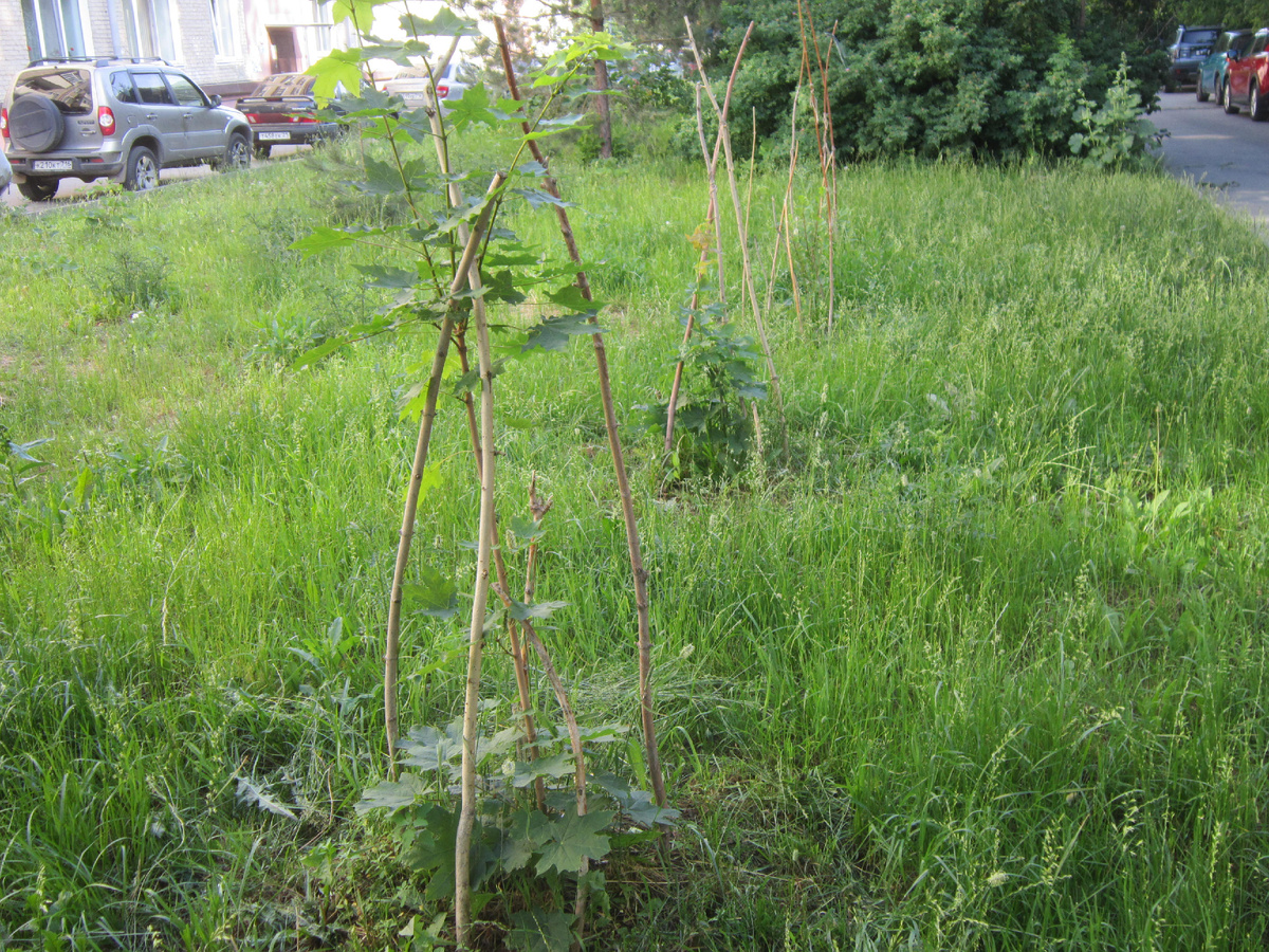 Наши маленькие клены