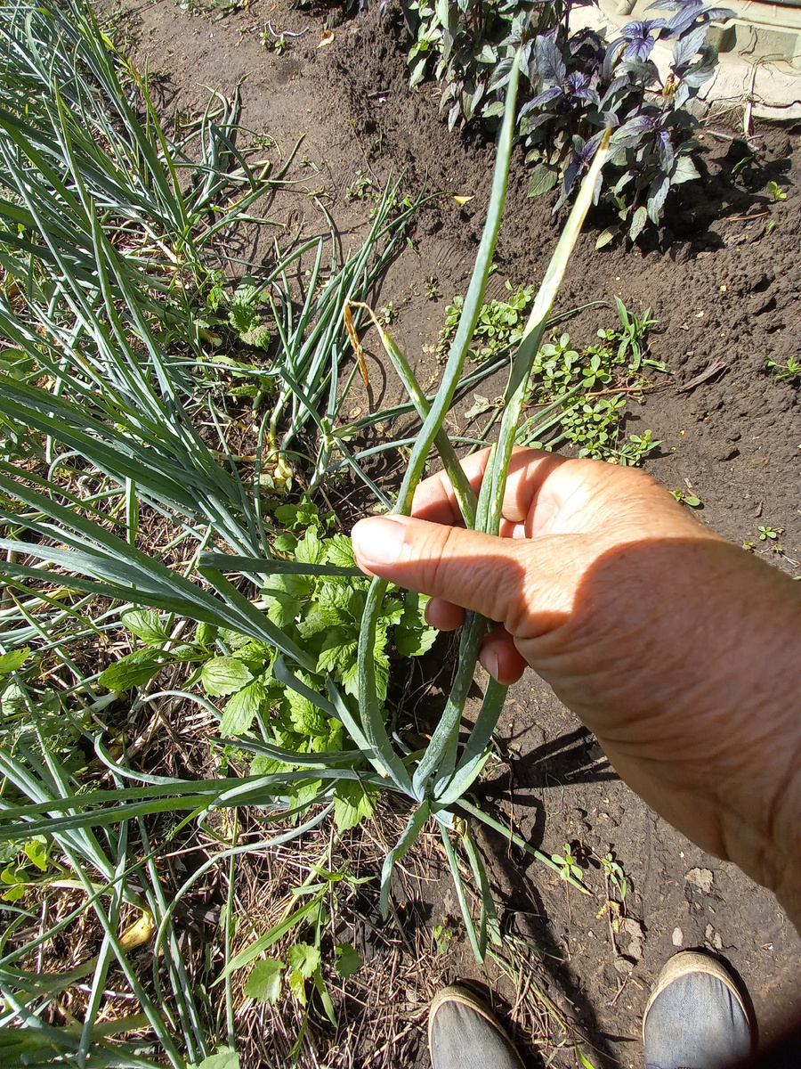 пв целом чистое, а самые кончики начинают желтеть