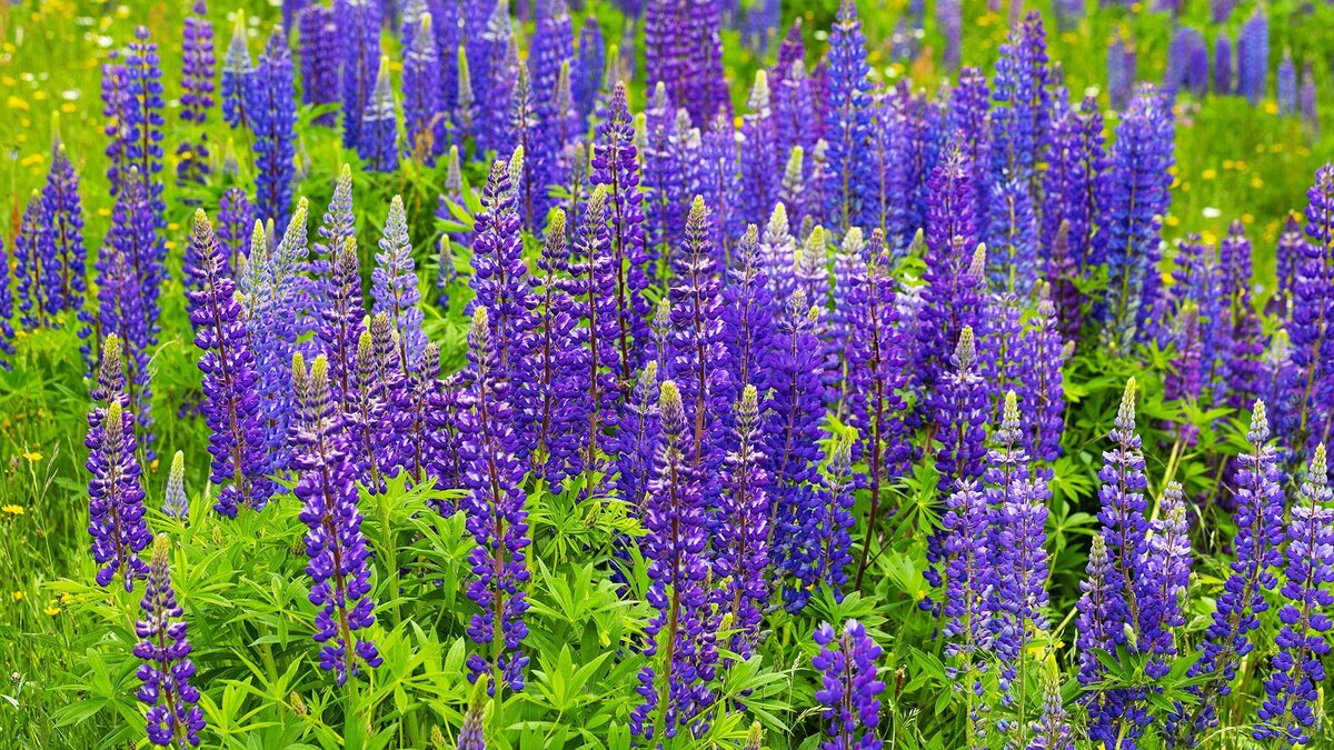    Фото: Wolfgang Weinhäupl/globallookpress.com