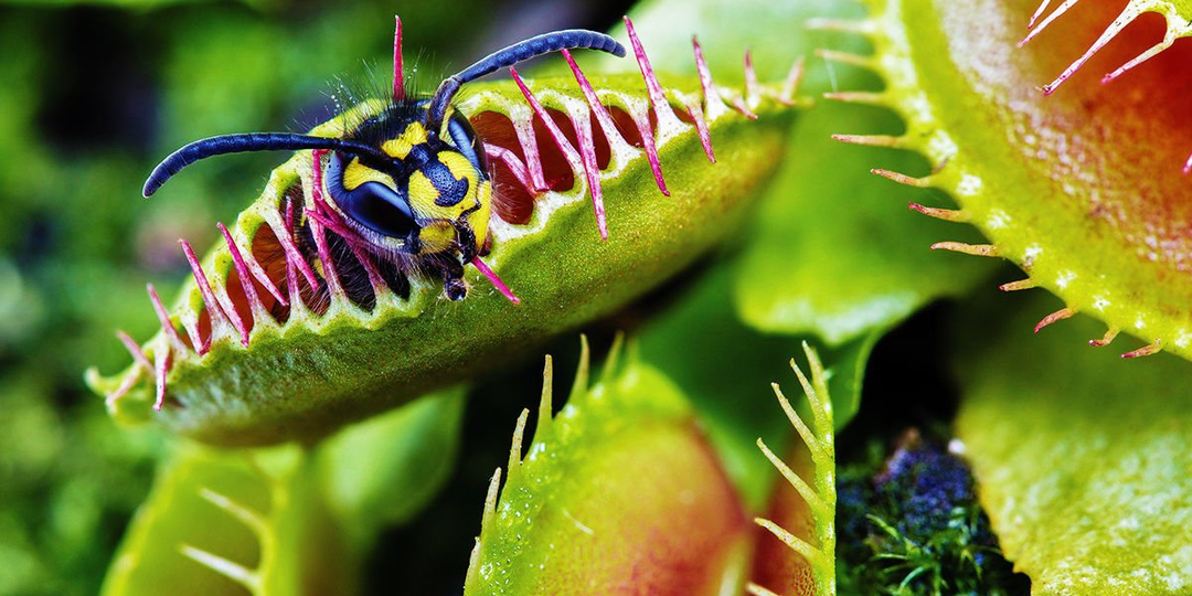 Растения-хищники: 10 видов, которые питаются животными (и как они это делают)