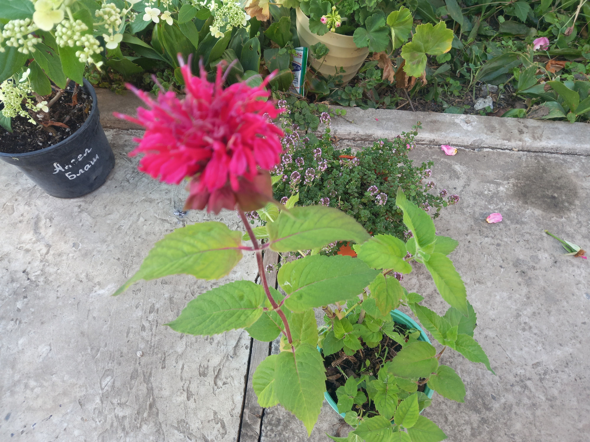 Монарду лимонную Bee-Lieve (Би-Лив) высмотрела в питомнике 