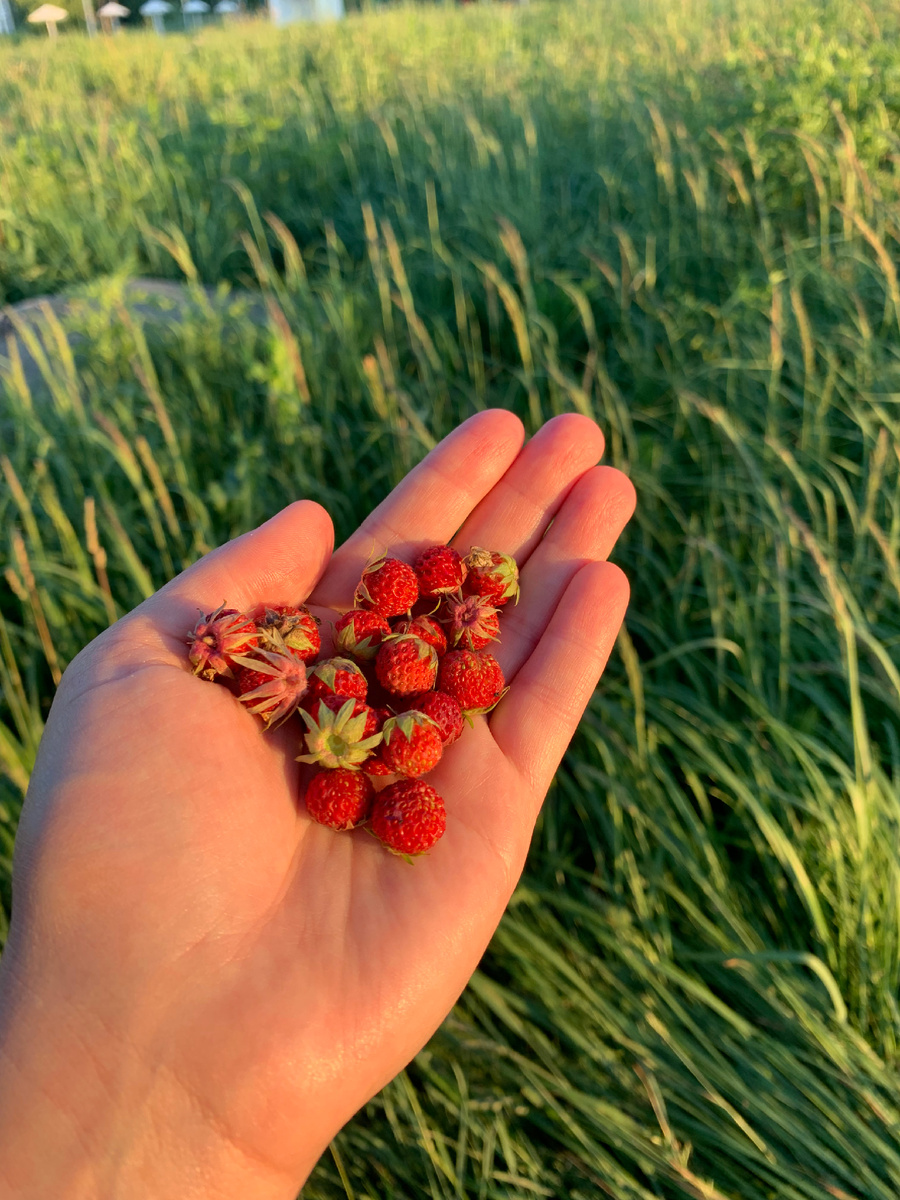 Красотка земляничка