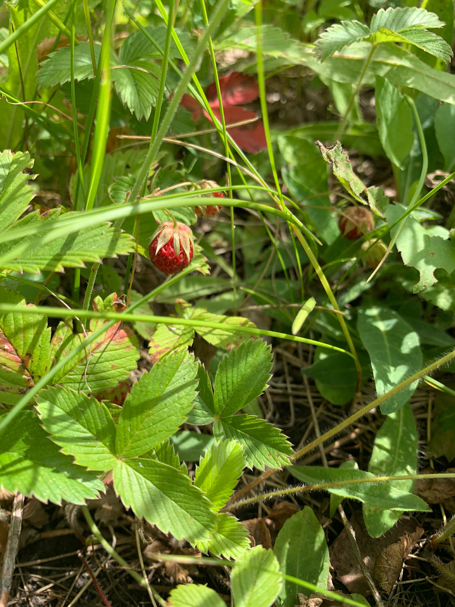 Земляника на волшебной поляне
