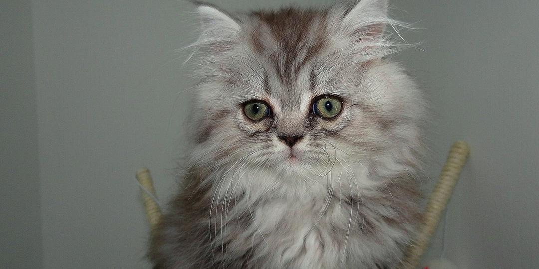 14 признаков того, что кошка вас безгранично любит