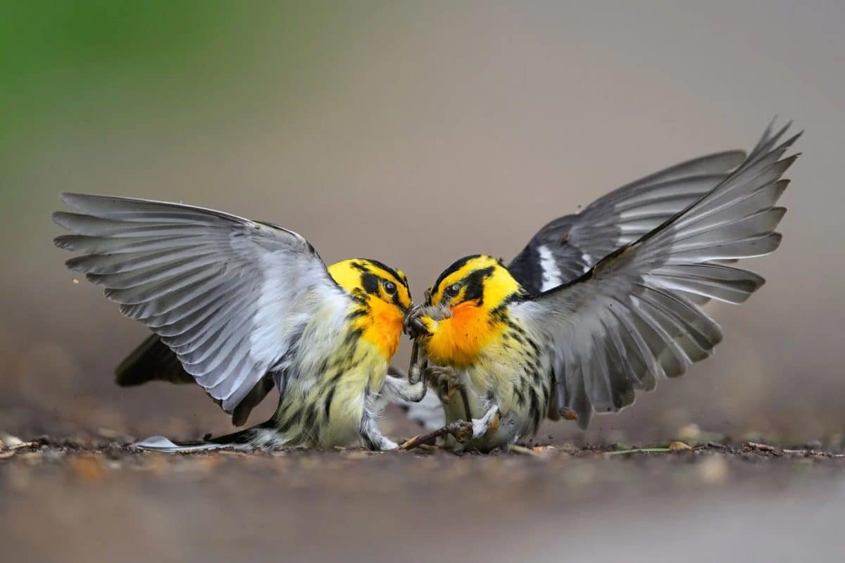    Обладатель главного приза: еловый лесной певун (Blackburnian warbler), государственный парк «Земля обетованная», Пенсильвания, США / © Mathew Malwitz