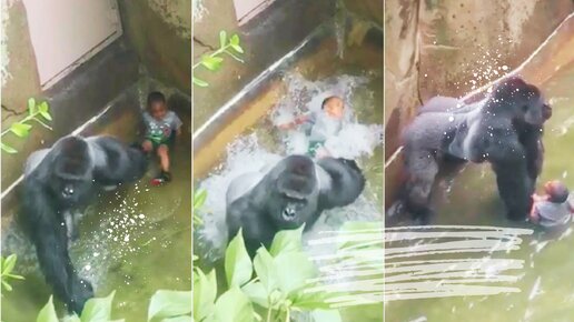 Трёхлетний мальчик упал в вольер к гориллам. Самец Харамбе подошел к нему и поплатился за свое любопытство