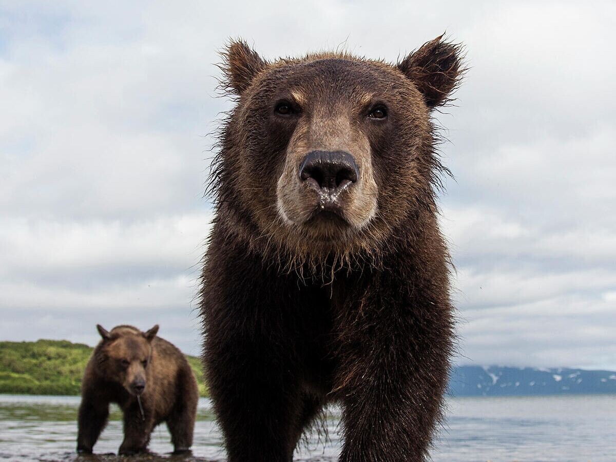    Медведи. Камчатка© Фото : Михаил Коростелев