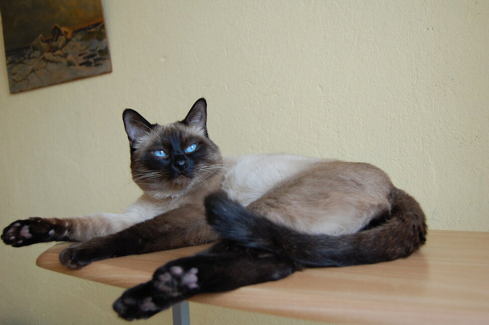 Я царь, просто царь