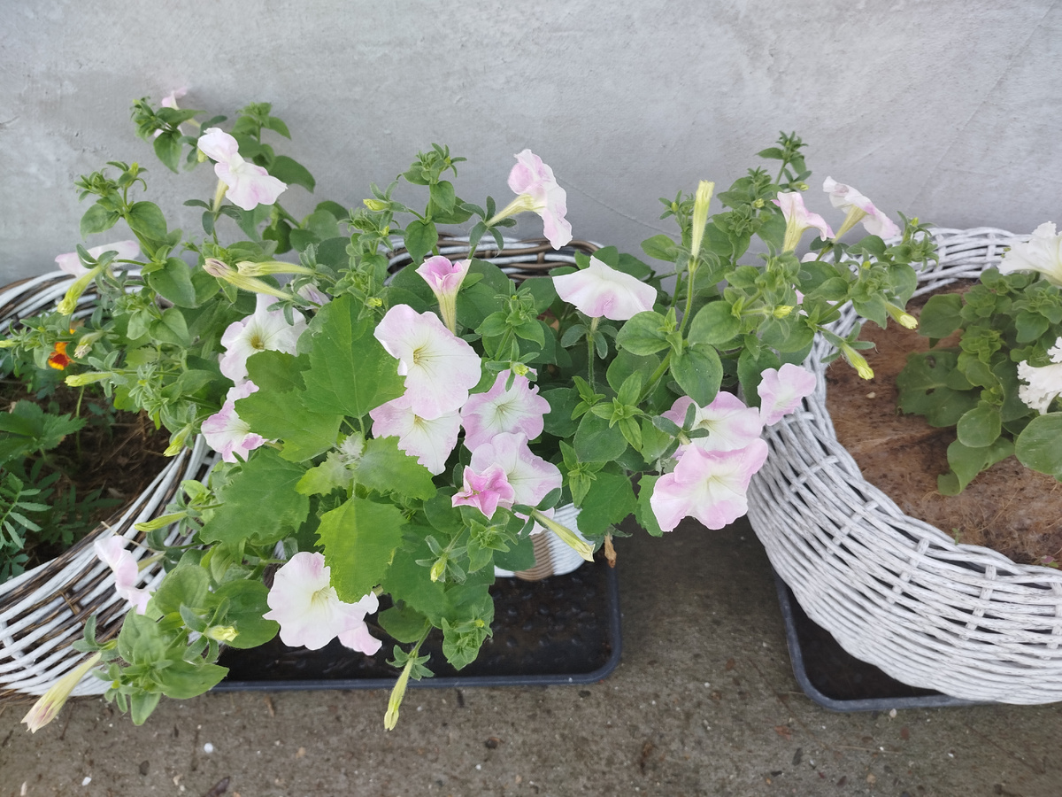 Одна из петунек, попавшая под раздачу.